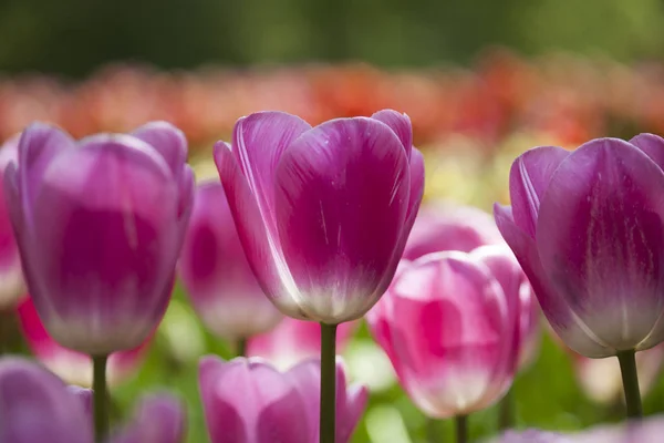 Tulipanes frescos de primavera — Foto de Stock