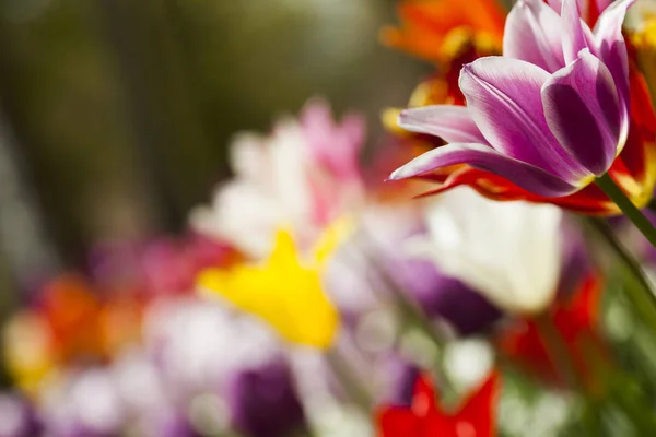 Tulipanes frescos de primavera —  Fotos de Stock