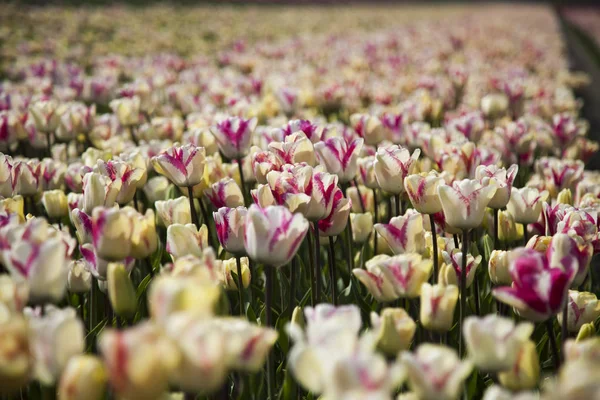 Tulipes printanières fraîches — Photo