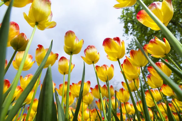 Tulipes printanières dans le jardin — Photo