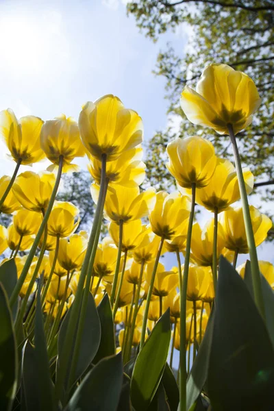 Tavaszi tulipán a kertben — Stock Fotó