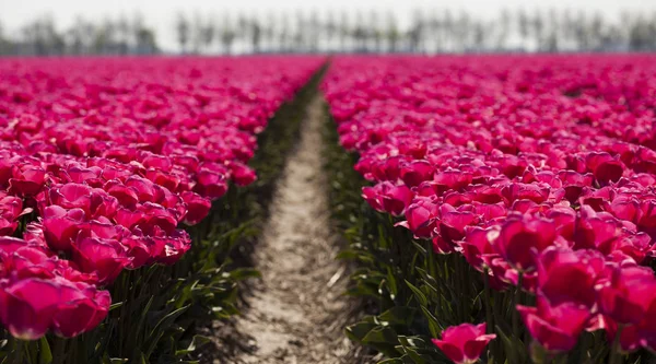 Bloemen zijn bloeiende op het veld — Stockfoto