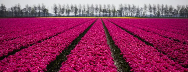 I fiori sbocciano sul campo — Foto Stock