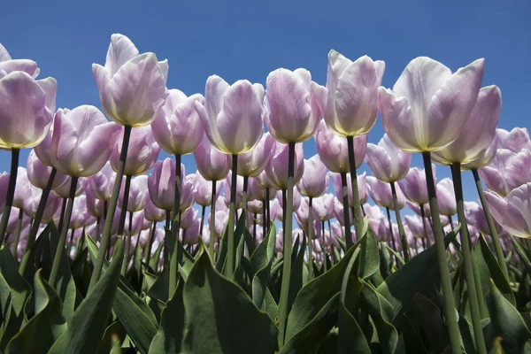 Les fleurs fleurissent sur le terrain — Photo