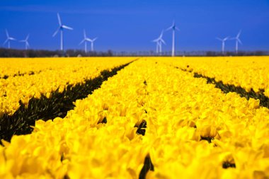 sahada çiçek çiçeklenme 