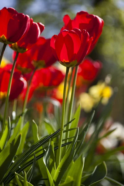 Flowers are blooming on the field — Stock Photo, Image