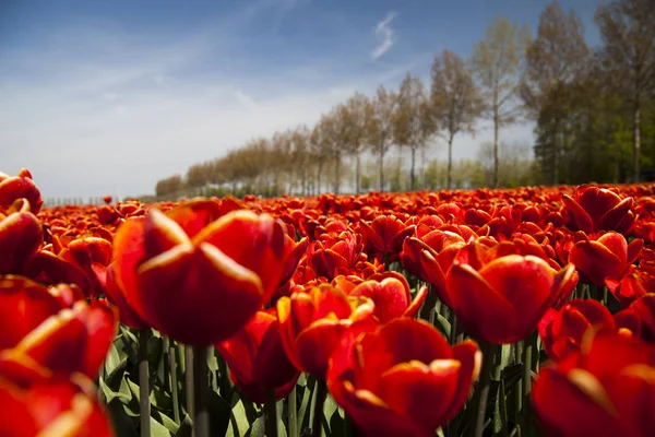 Flowers are blooming on the field — Stock Photo, Image