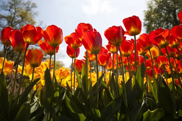 Flores están floreciendo en el campo — Foto de Stock