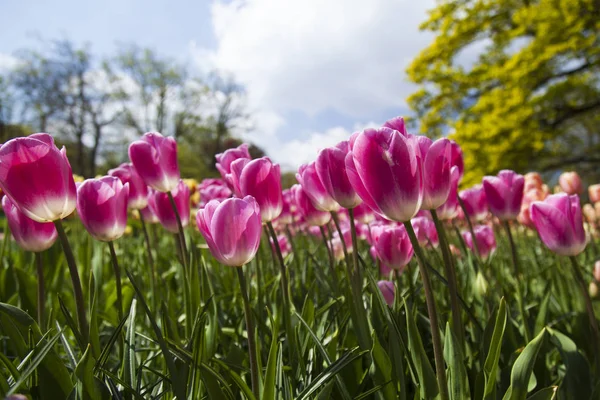 I fiori sbocciano sul campo — Foto Stock