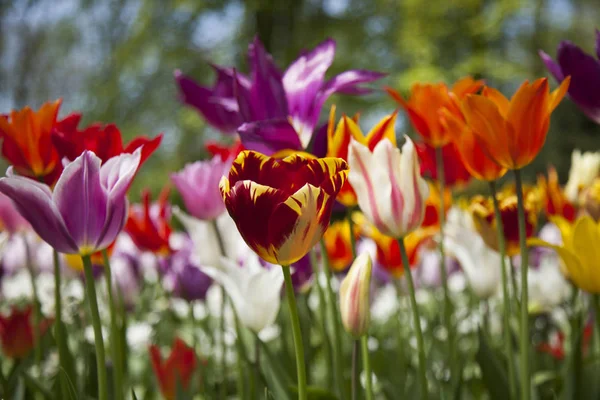 Les fleurs fleurissent sur le terrain — Photo