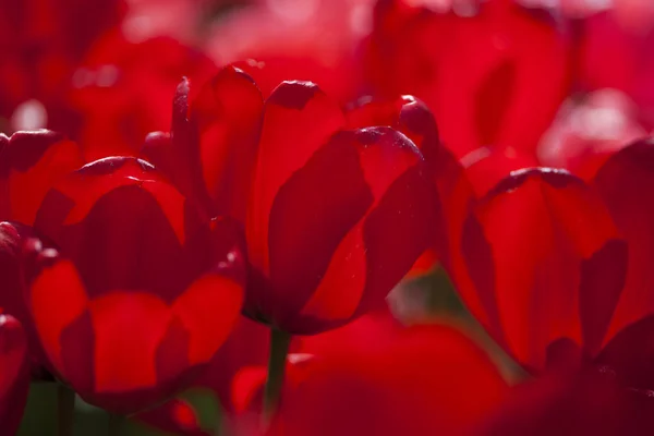 Beautiful close up macro tulips — Stock Photo, Image