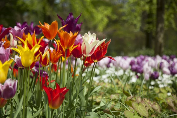 Les fleurs fleurissent sur le terrain — Photo