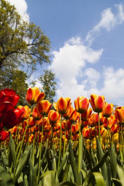 sahada çiçek çiçeklenme 