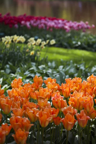 Les fleurs fleurissent sur le terrain — Photo