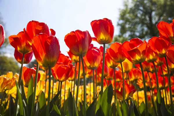 Bloemen zijn bloeiende op het veld — Stockfoto