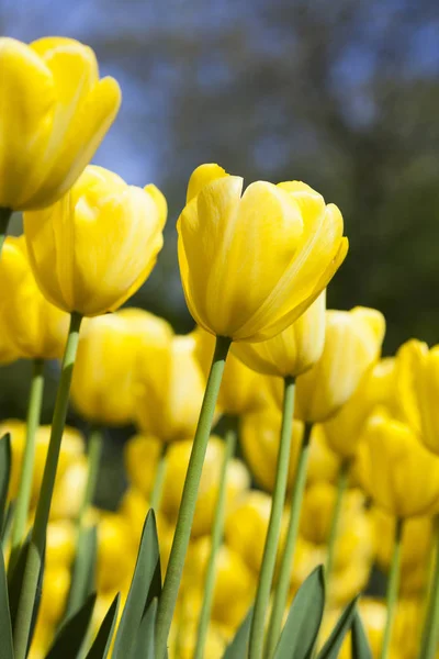 Gele tulpen achtergrond — Stockfoto