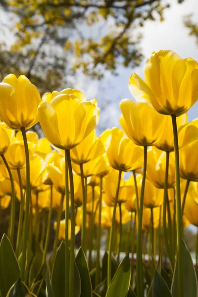 Flores están floreciendo en el campo — Foto de Stock