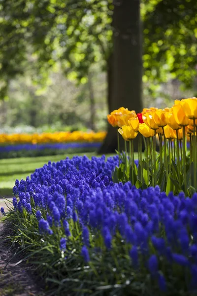 Flowers are blooming on the field — Stock Photo, Image