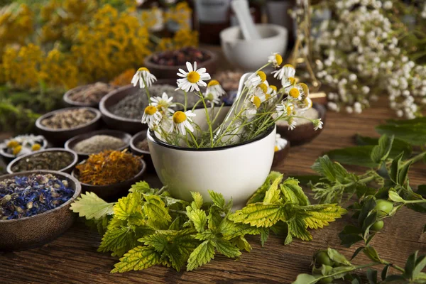 Healing kruiden op houten tafel — Stockfoto