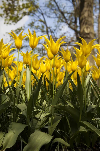 Bloemen zijn bloeiende op het veld — Stockfoto