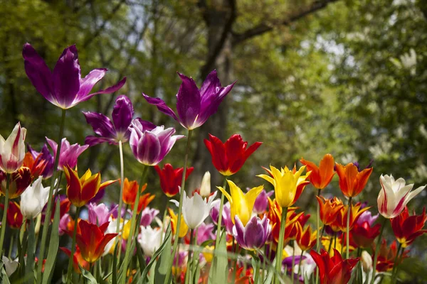 Les fleurs fleurissent sur le terrain — Photo