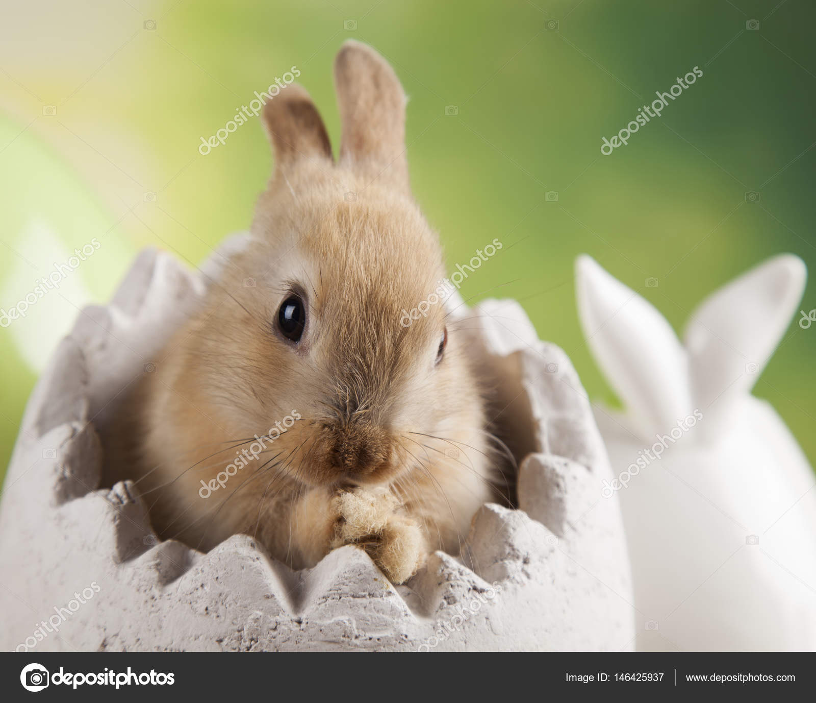 cute little rabbit