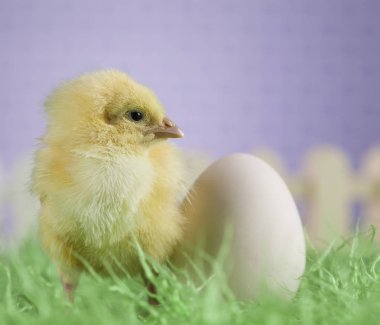 Easter hayvan piliç