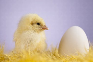 Easter hayvan piliç