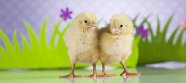 Pâques jeunes poussins — Photo