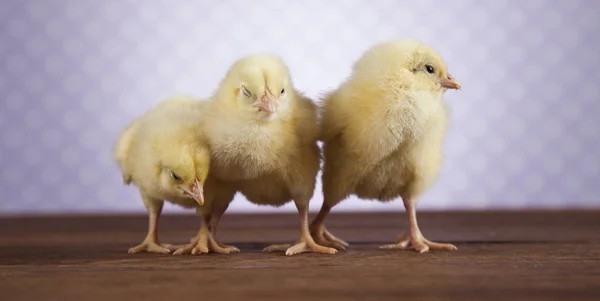 Cute little chicks — Stock Photo, Image