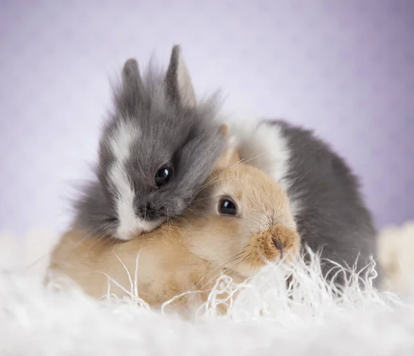 Coniglio e coniglio Concetto di Pasqua — Foto Stock