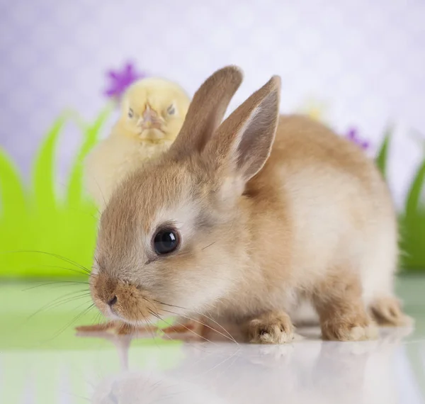 Kleine meid en konijn — Stockfoto