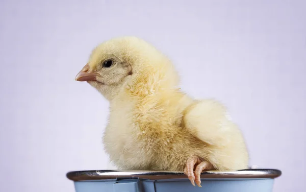 Pasen dierlijke kuiken — Stockfoto