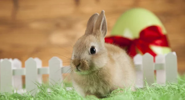 Bebeği tavşan ahşap arka plan üzerinde — Stok fotoğraf