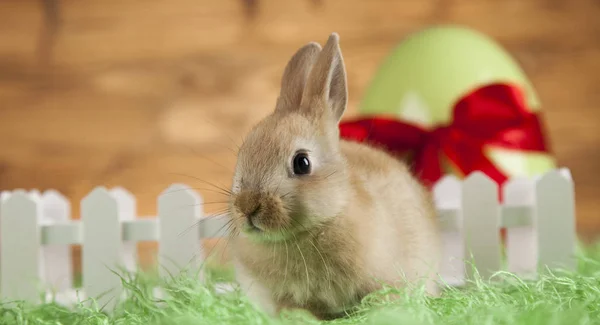 Baby konijntje op houten achtergrond — Stockfoto