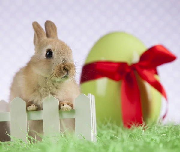 Niedliches Häschen — Stockfoto