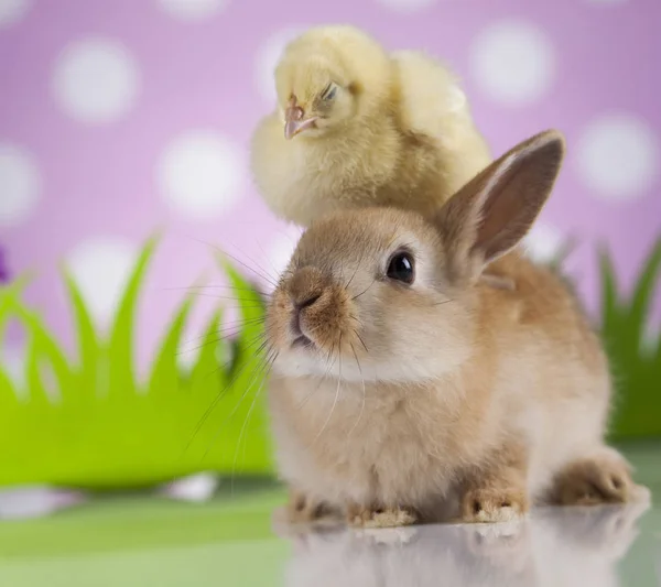 Conejo y polluelo de Pascua — Foto de Stock