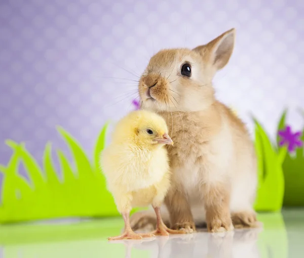 Küçük civciv ve tavşan — Stok fotoğraf