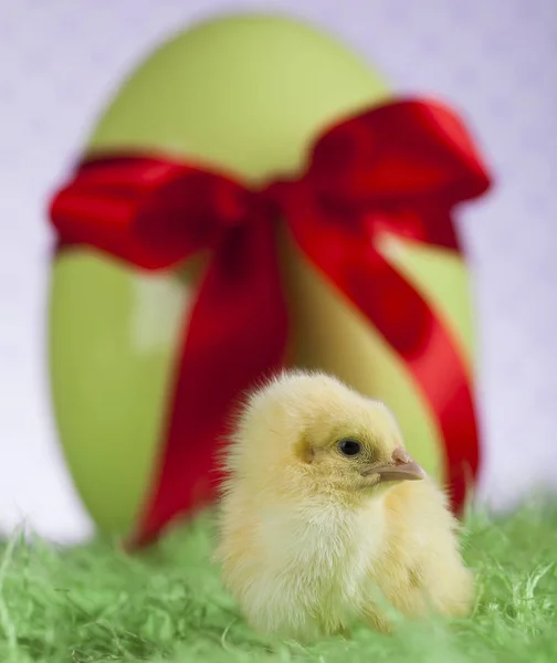 Pollito animal de Pascua —  Fotos de Stock