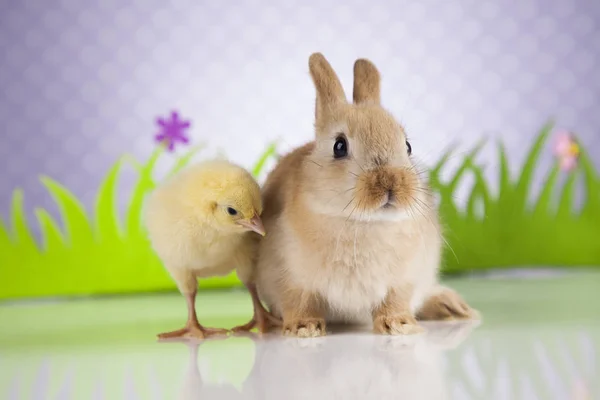 Пасхальный кролик и цыпочка — стоковое фото