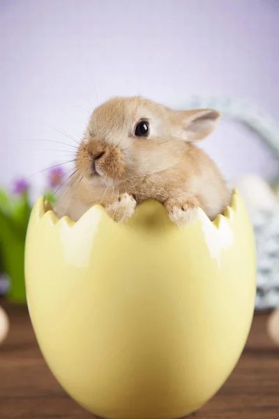 Schattige kleine konijntje — Stockfoto