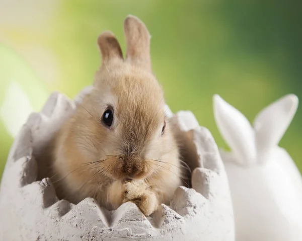 Schattige kleine konijntje — Stockfoto