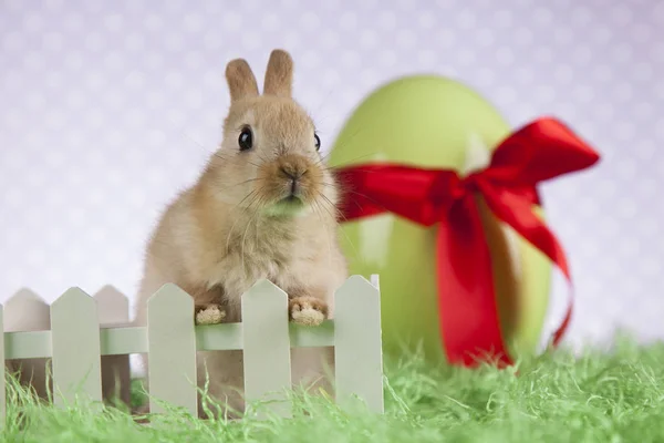 Ładny mały króliczek — Zdjęcie stockowe