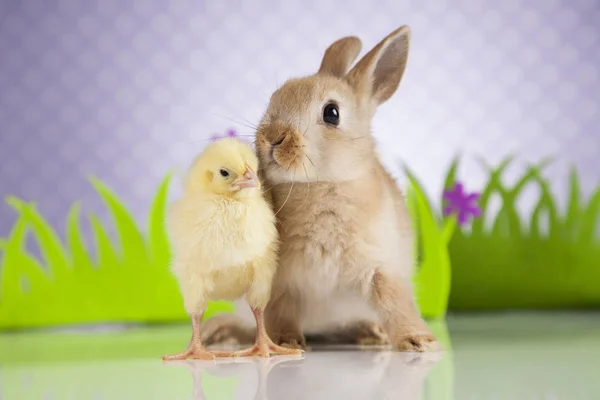 Påskharen och chick — Stockfoto