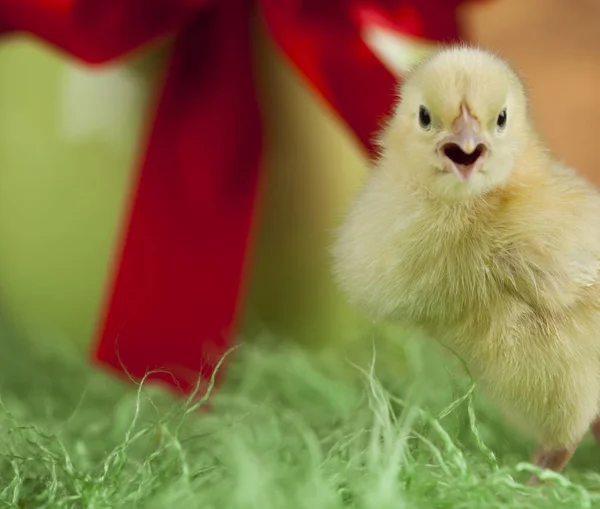 Pollito de Pascua —  Fotos de Stock