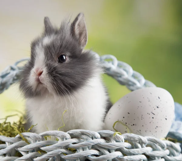 Söt liten kanin — Stockfoto