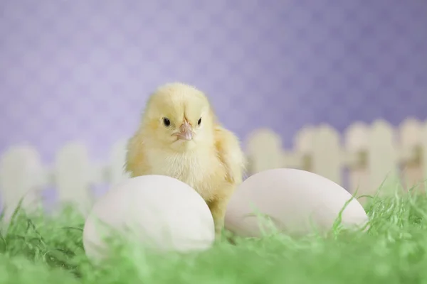 Pollito de Pascua —  Fotos de Stock