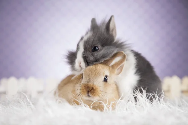 Hase und Hase Osterkonzept — Stockfoto