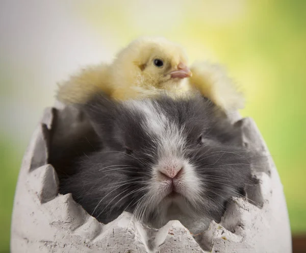 Маленький цыпленок и кролик — стоковое фото