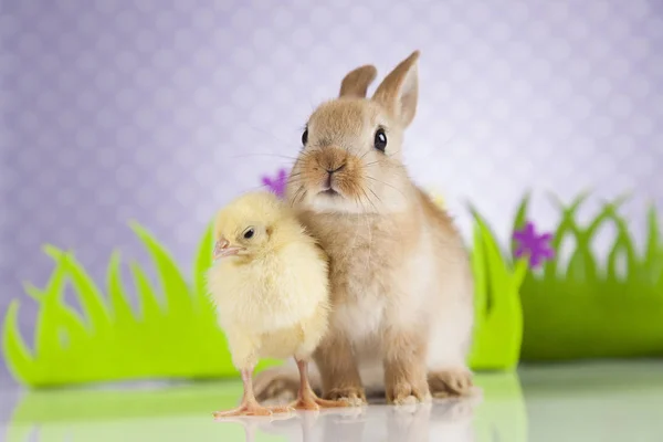 Easter Bunny and Chick — Stock Photo, Image